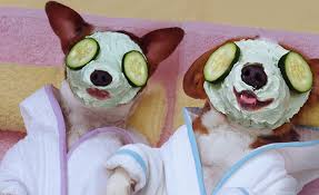 beauty-pampering-dog-spa